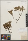 Foto von Salix phylicifolia L. x Salix silesiaca Willd.